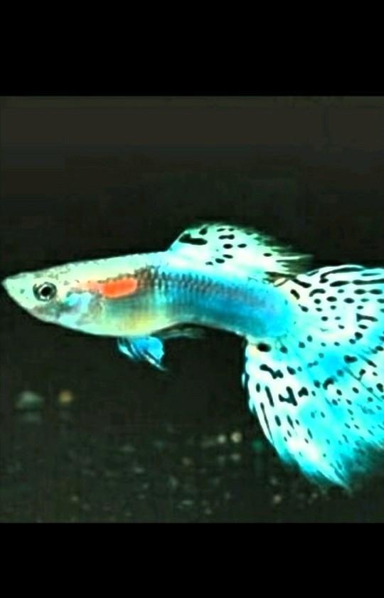 سالن گوپی آنجلا