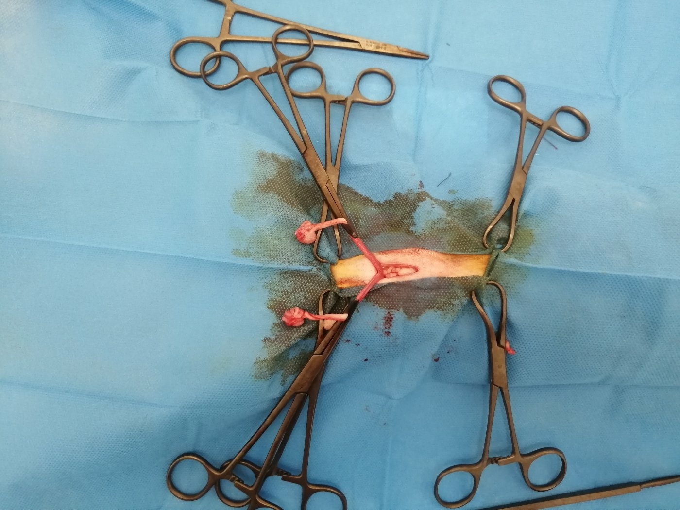 دامپزشکی وهاب آسمانی