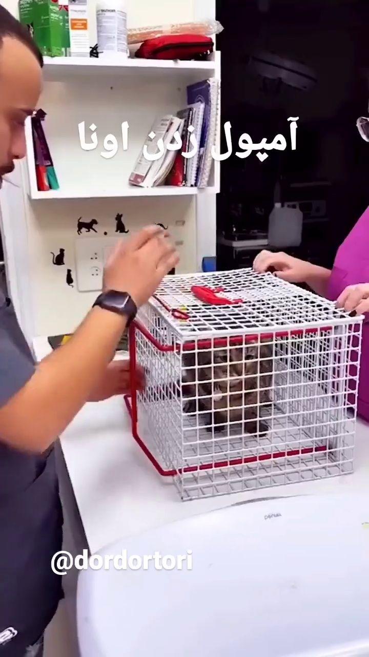 قفس واکسن سگ وگربه