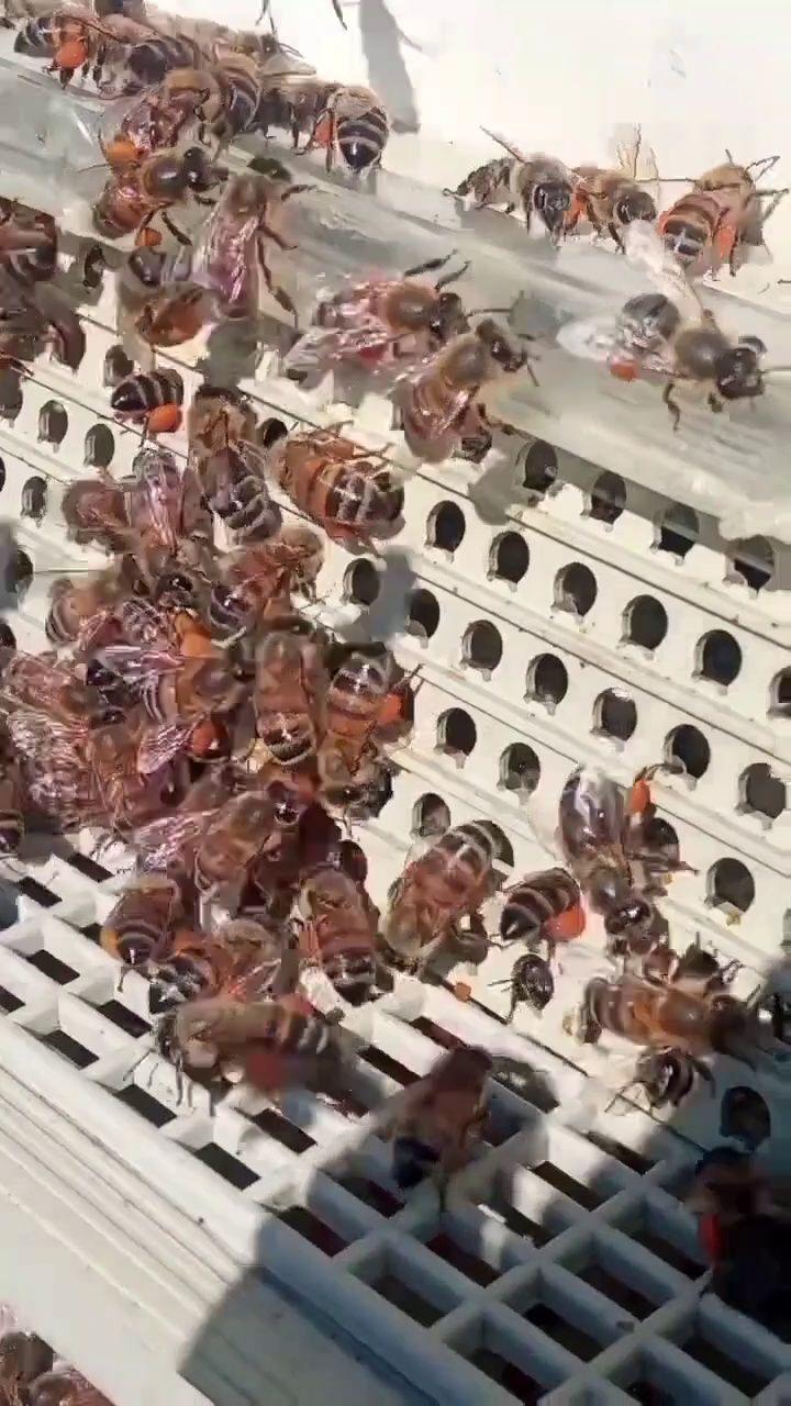 محصولات  زنبورستان شرکت شهدگستران نوین بابل (نارینا) (تکراری و خارج از دسترس)