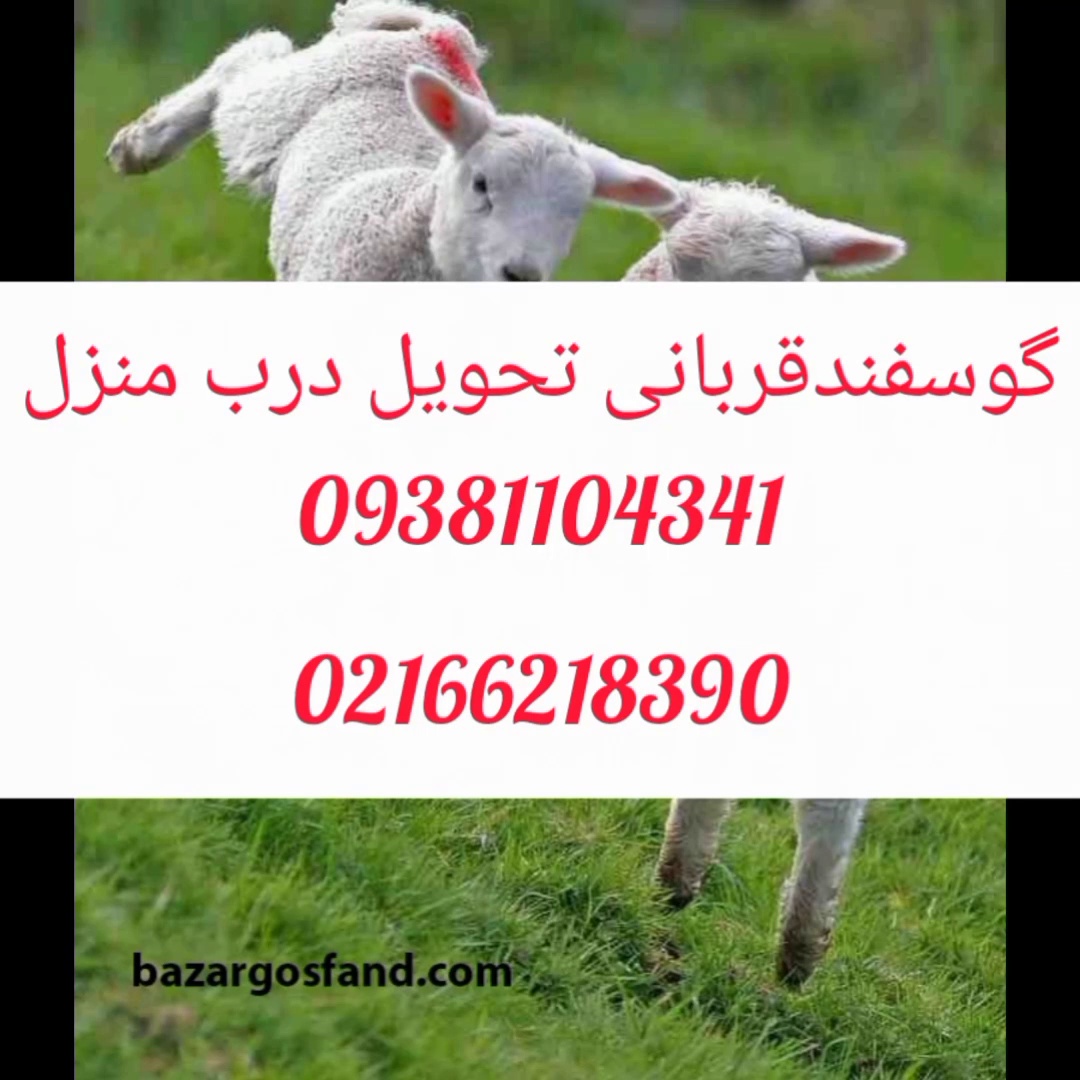 گوسفند زنده شعاعی