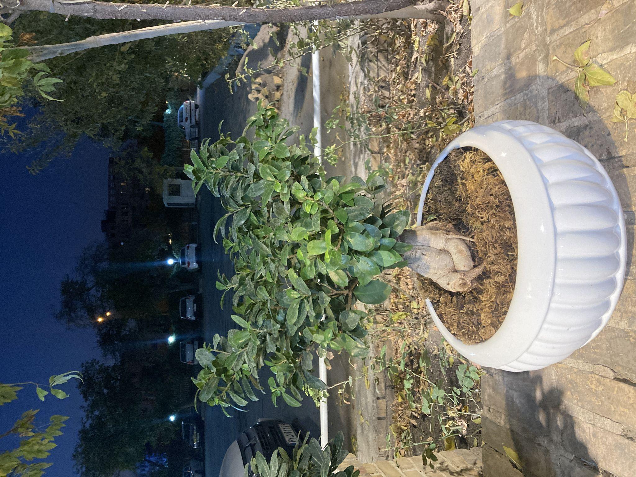 گلفروشى نیلاب