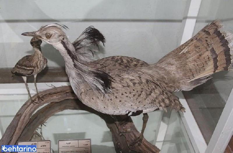 موزه پرندگان بیرجند