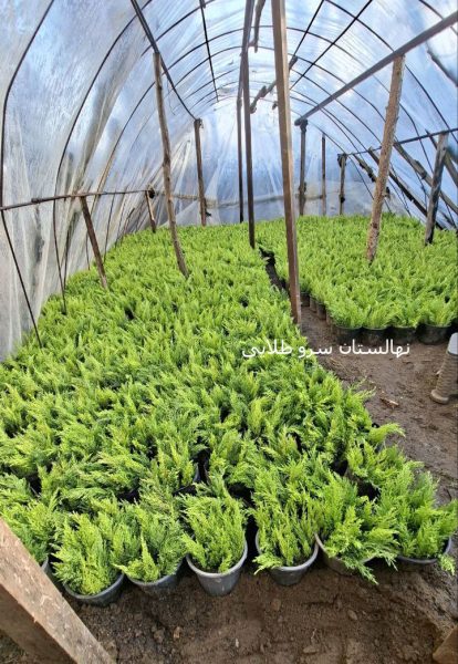 تولیدی گل و گیاه سرو طلایی