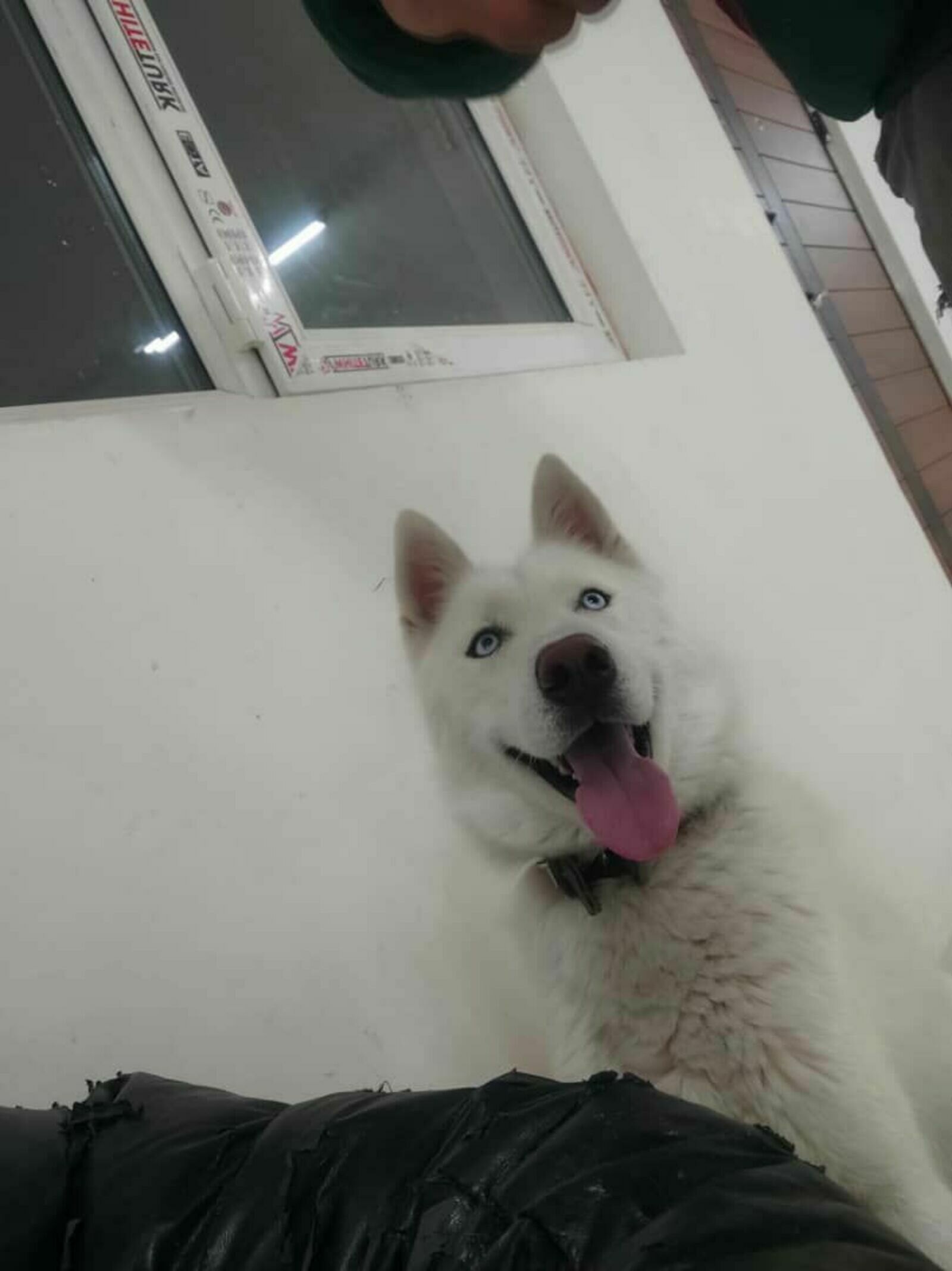 شروین کیخواه امید اسفند آبادی