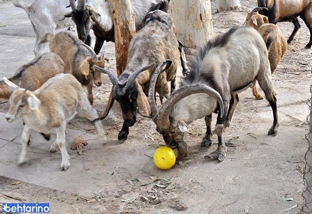 باغ وحش شهرداری هویزه