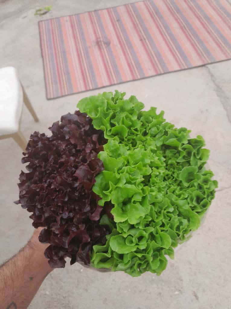 فروش کاهو فرانسویی