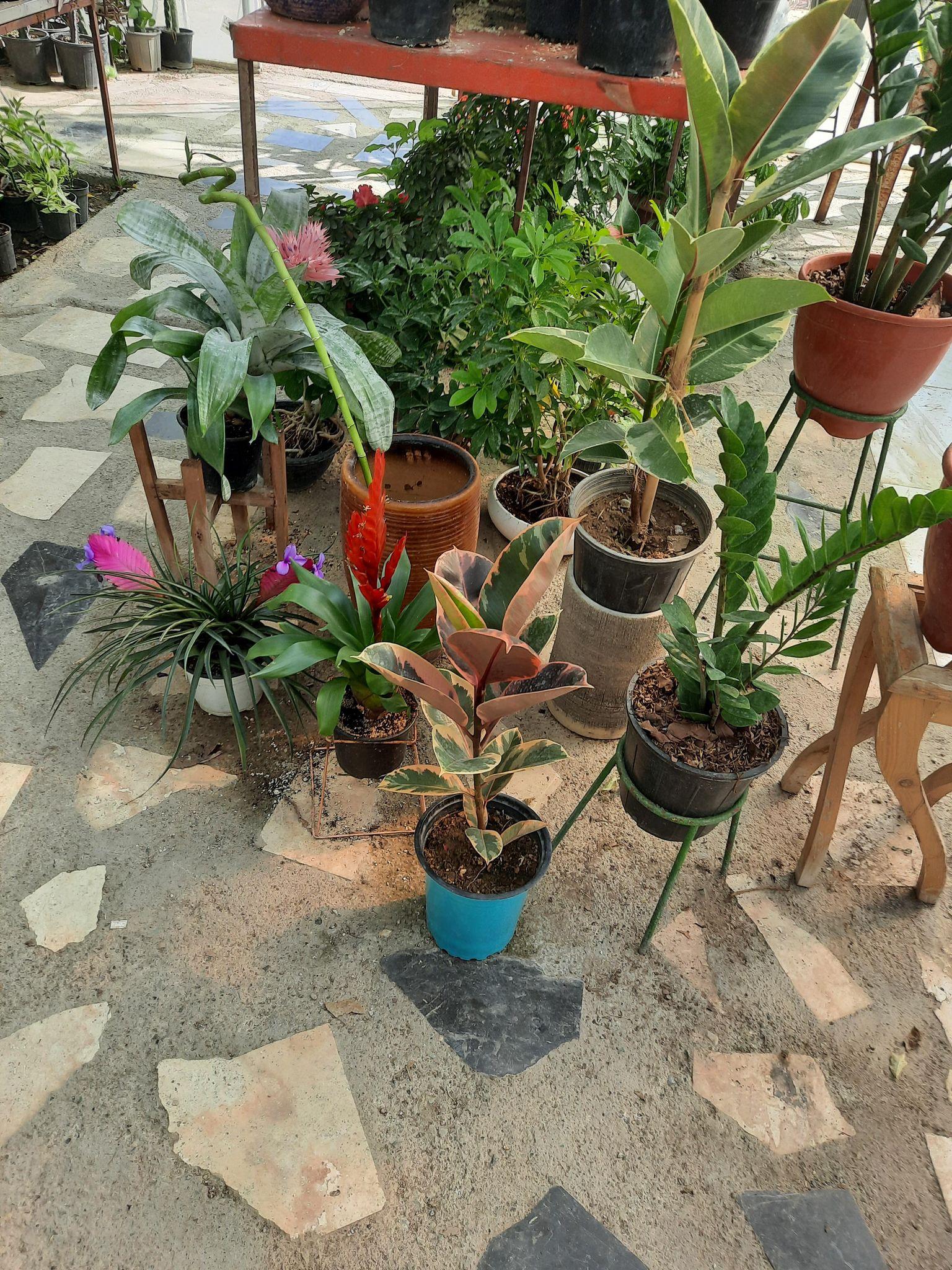 تولیدی گل و گیاه گل سرخ