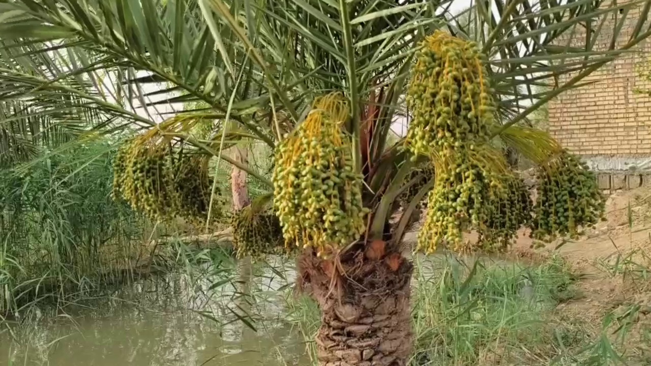 مشاوره کشاورزی | برنامه کوددهی