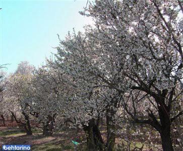 روستای مظفرآباد