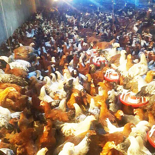 تولید تخم مرغ بومی نطفه دار و خوراکی