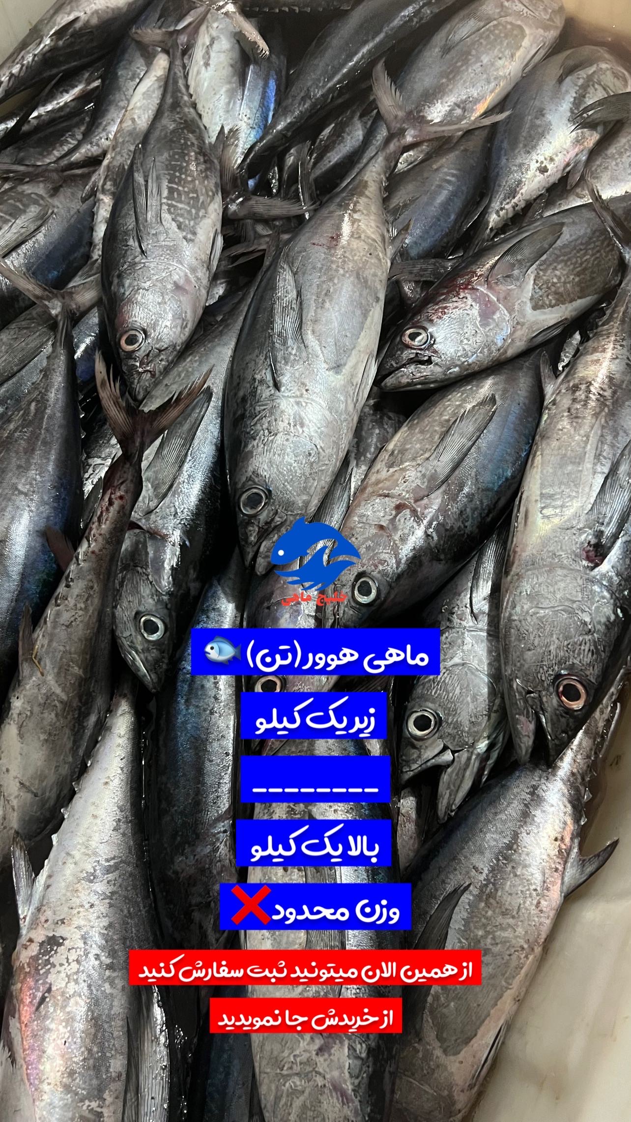 فروشگاه ماهی قشم