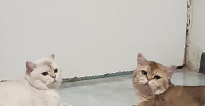 پانسیون نگهداری و درمان سگ و گربه جهانی