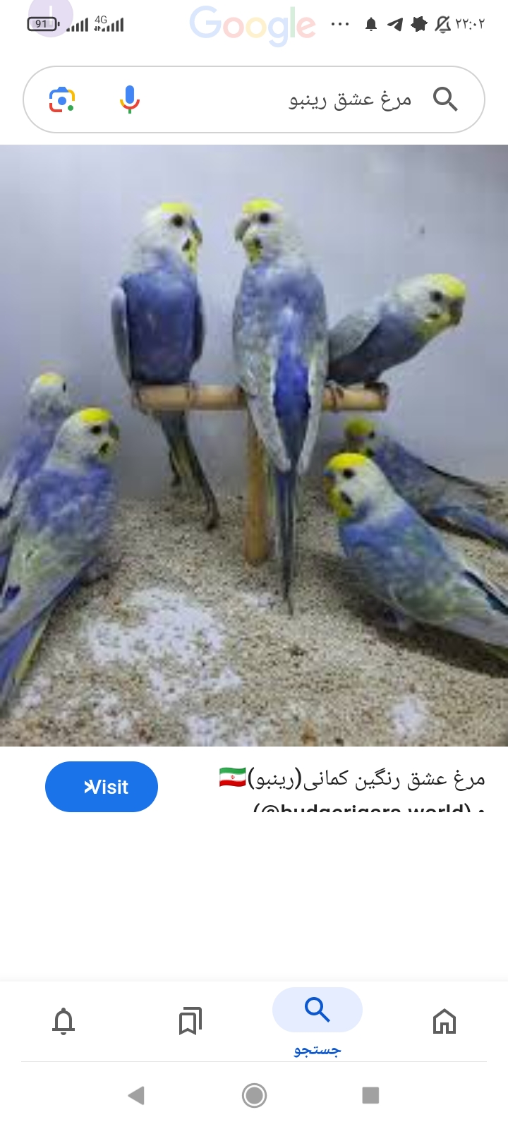 پت شاپ طوطی طلا