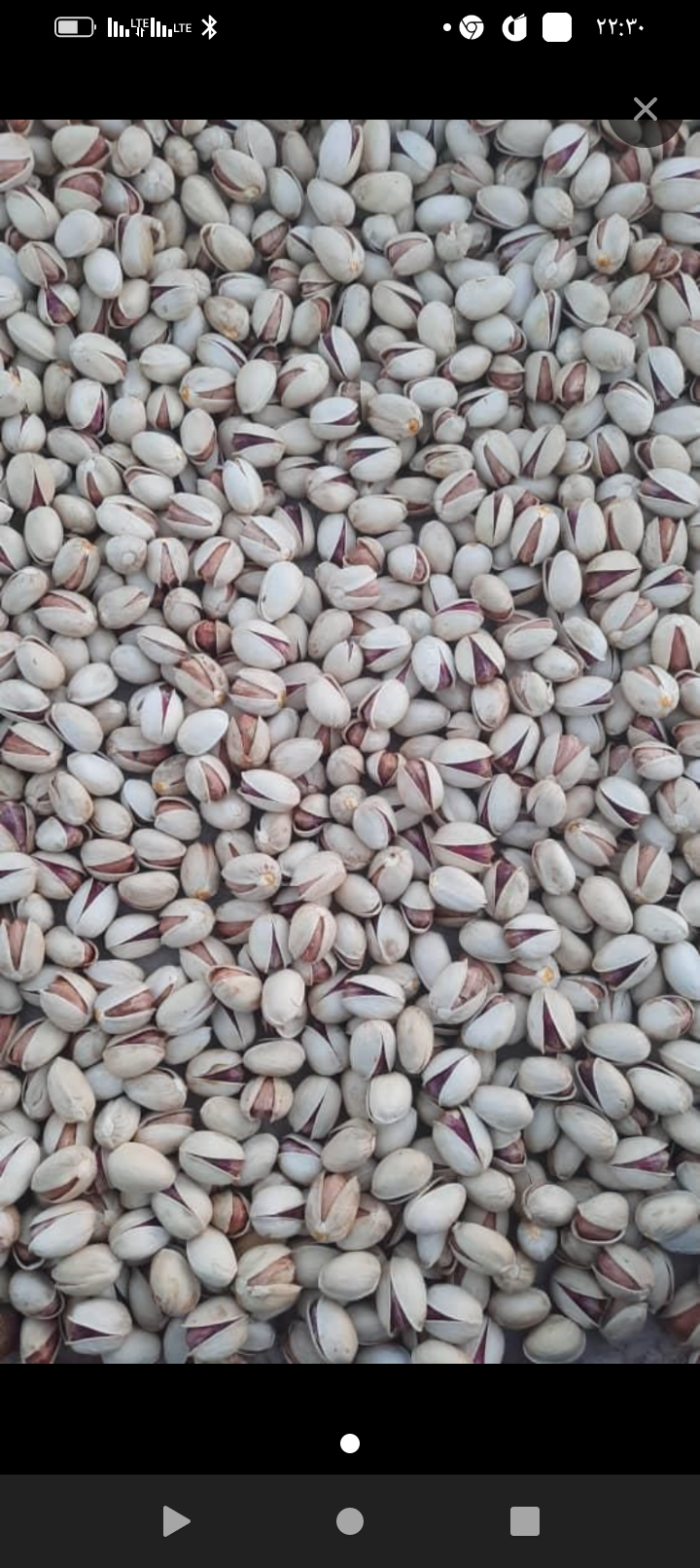 خشکبار عمده شبانی