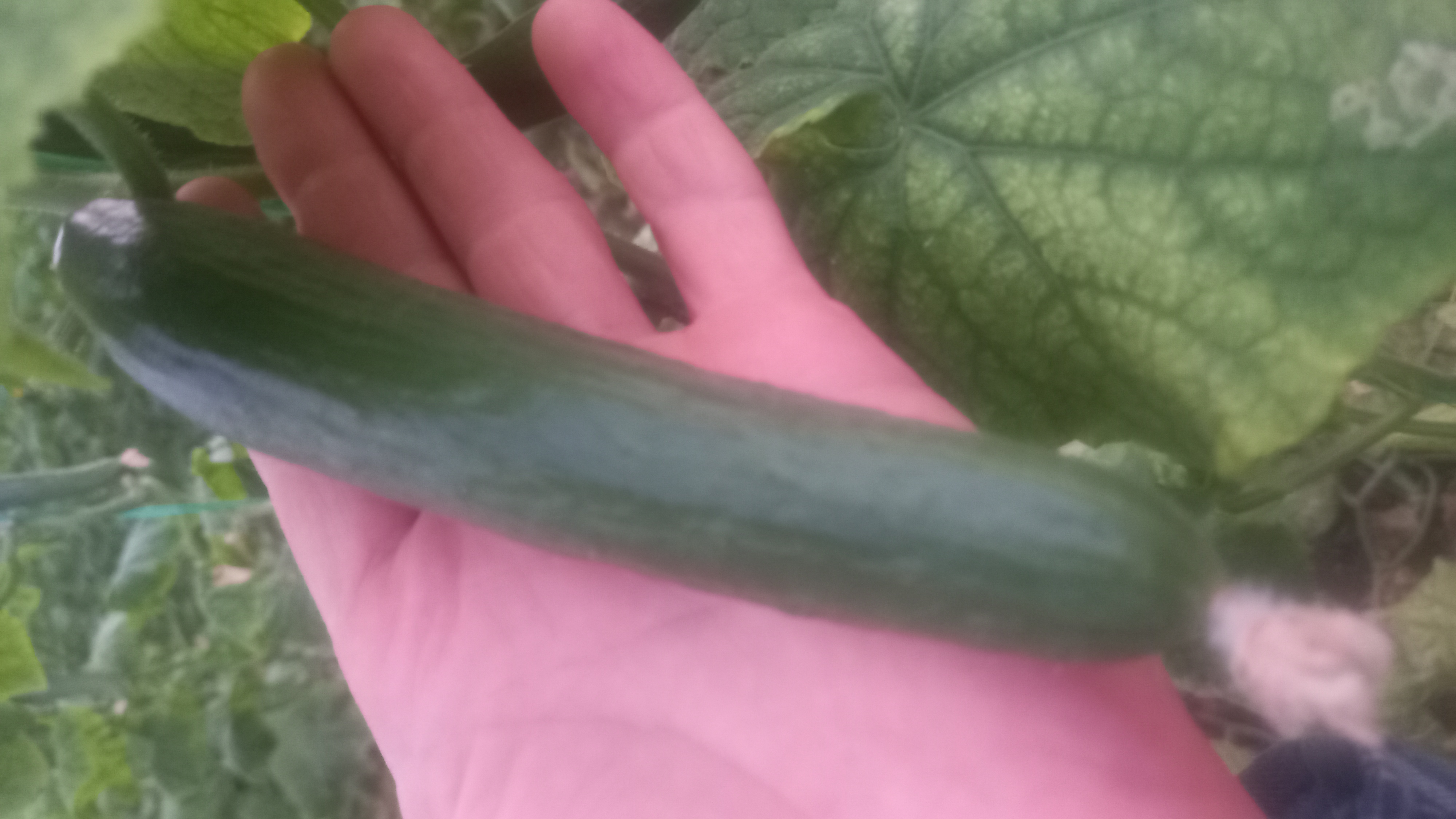 گلخانه خیار مدرن شفق