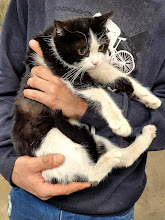 کلینیک دامپزشکی وین