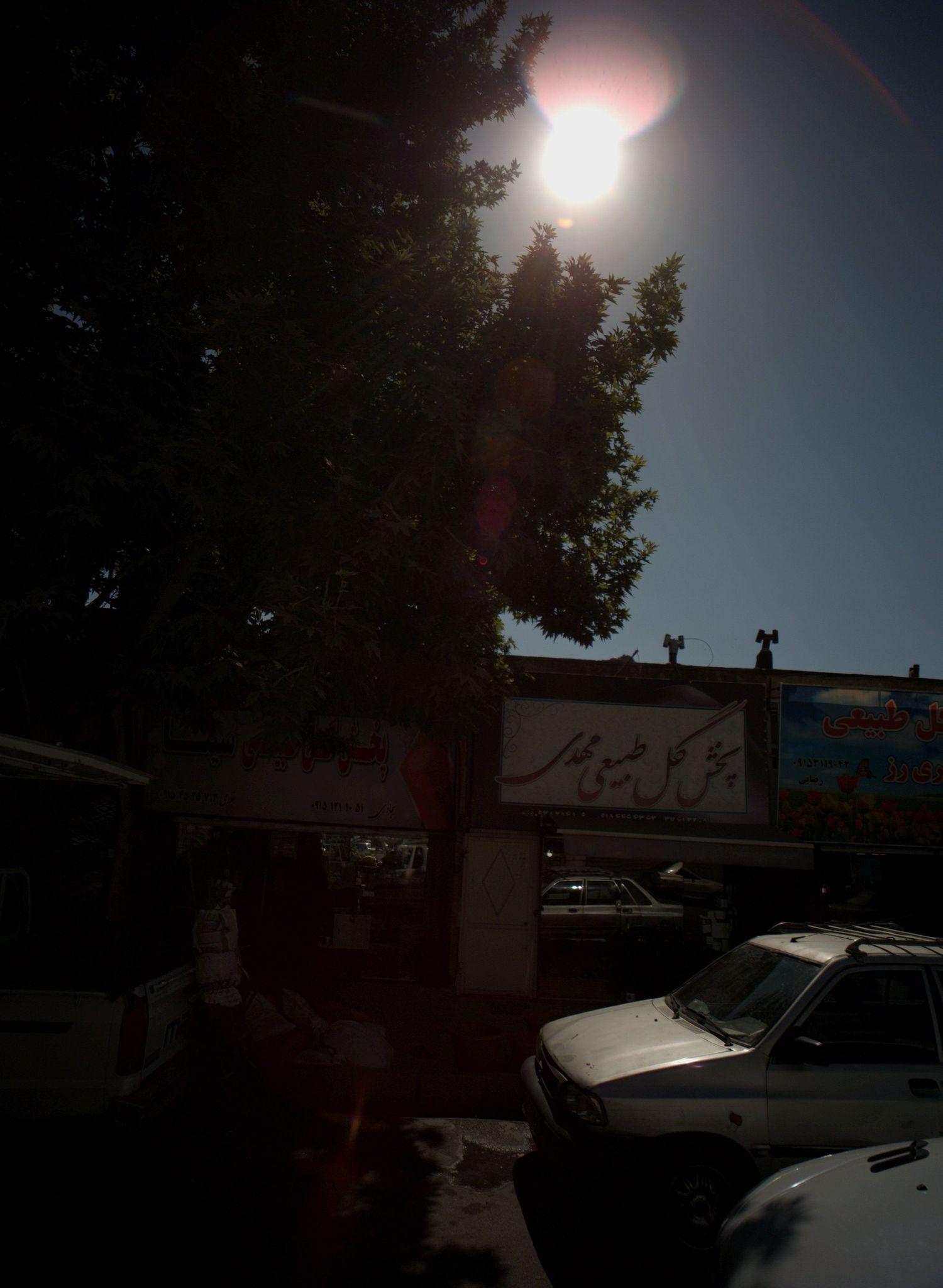 پخش گل طبیعی سینا