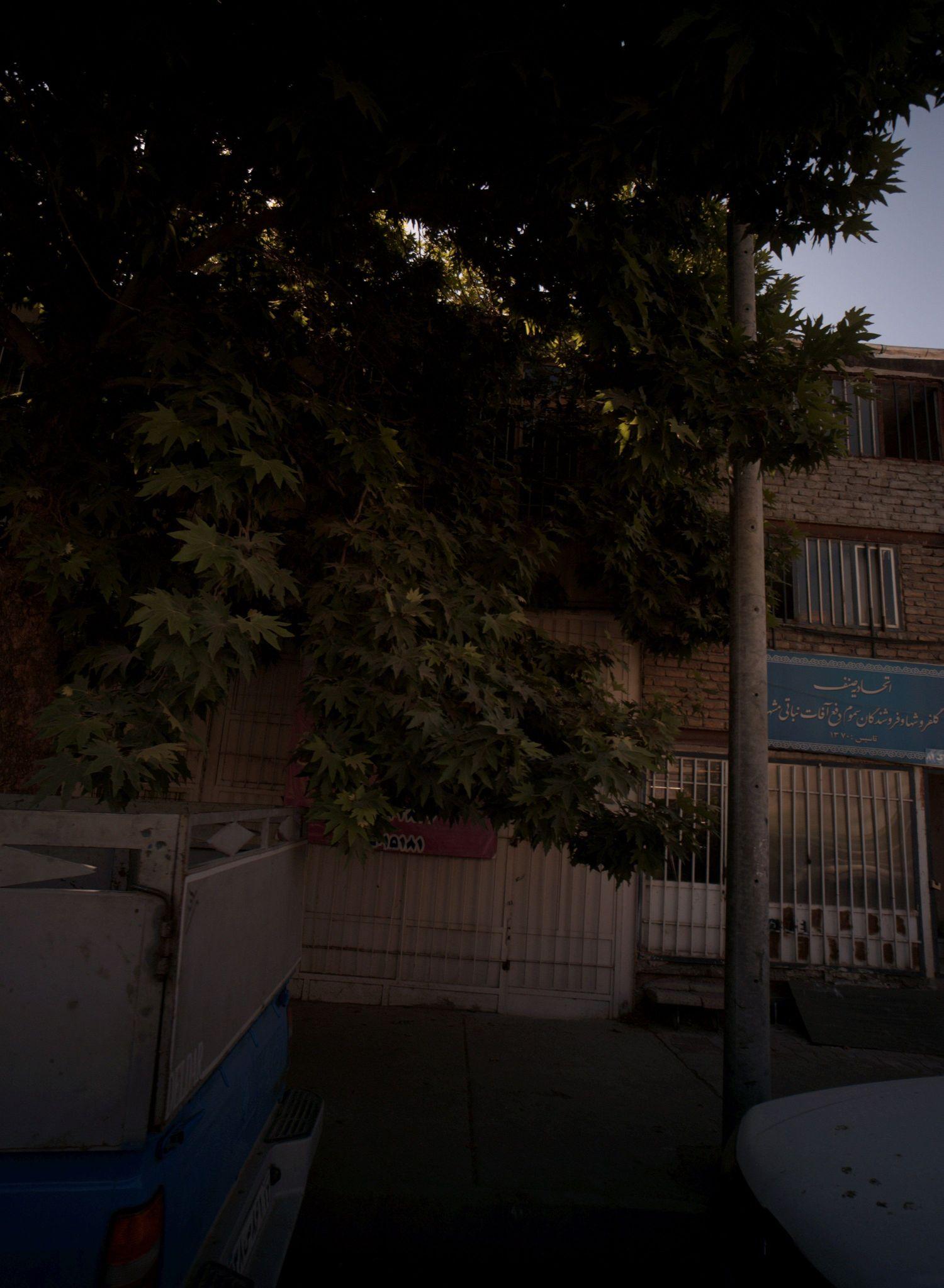 پخش گل فردوس