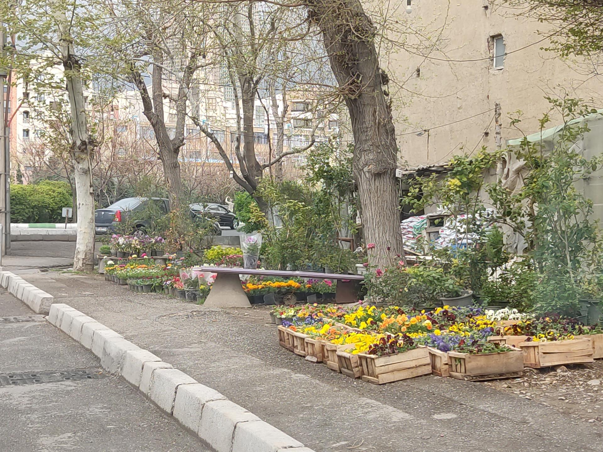 بی بی گل