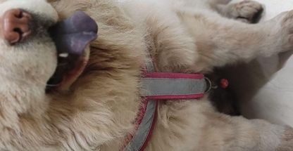 کلینیک دامپزشکی و پت شاپ آسو