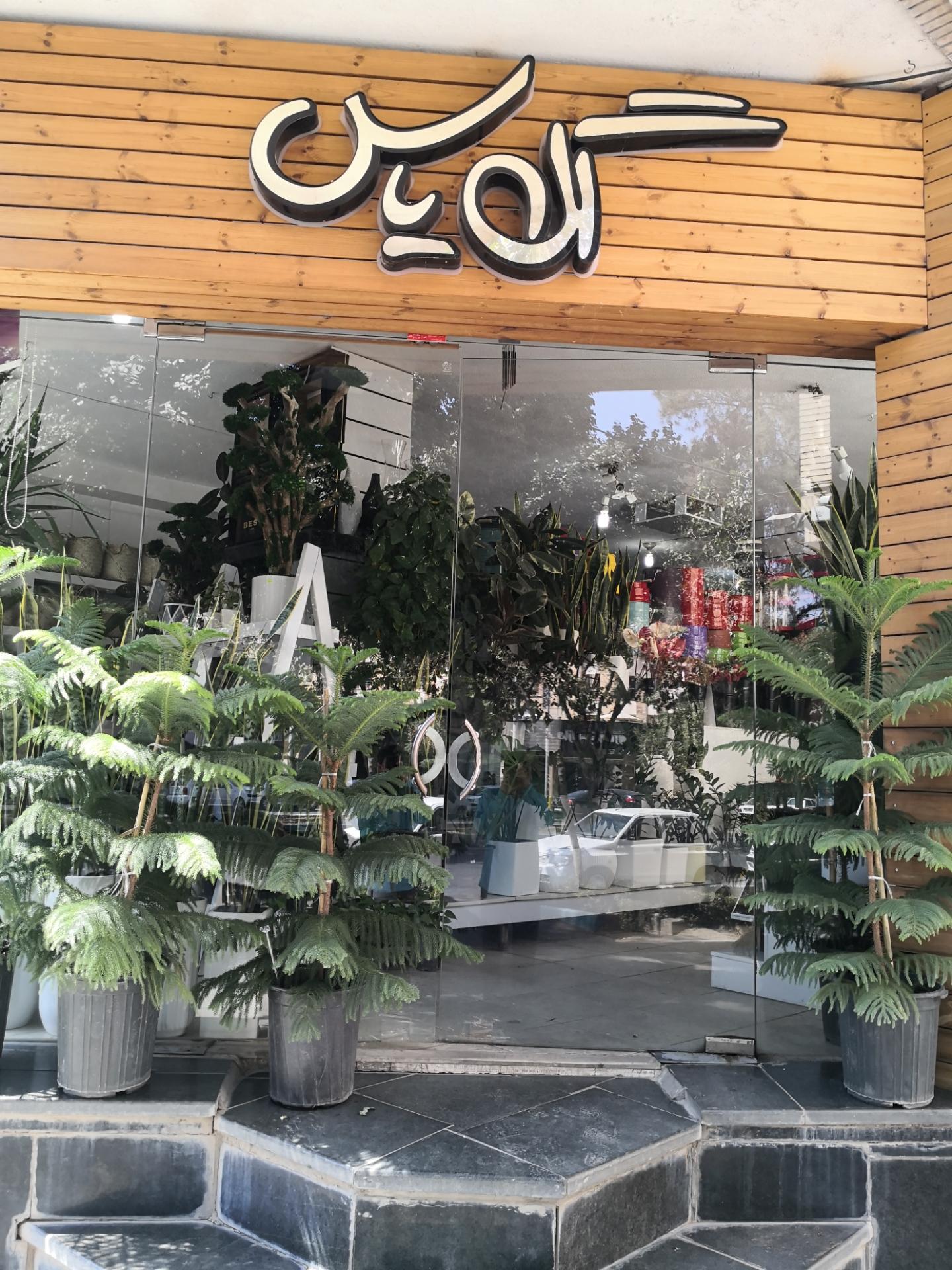 گل شب