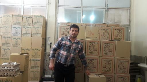پخش عمده تخم مرغ مجید