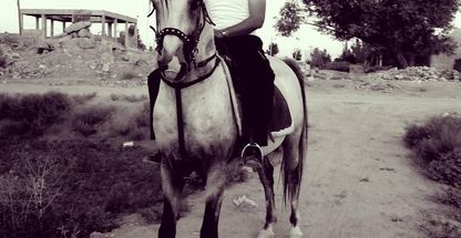 مجموعه پرورش اسب پرستو قدیری