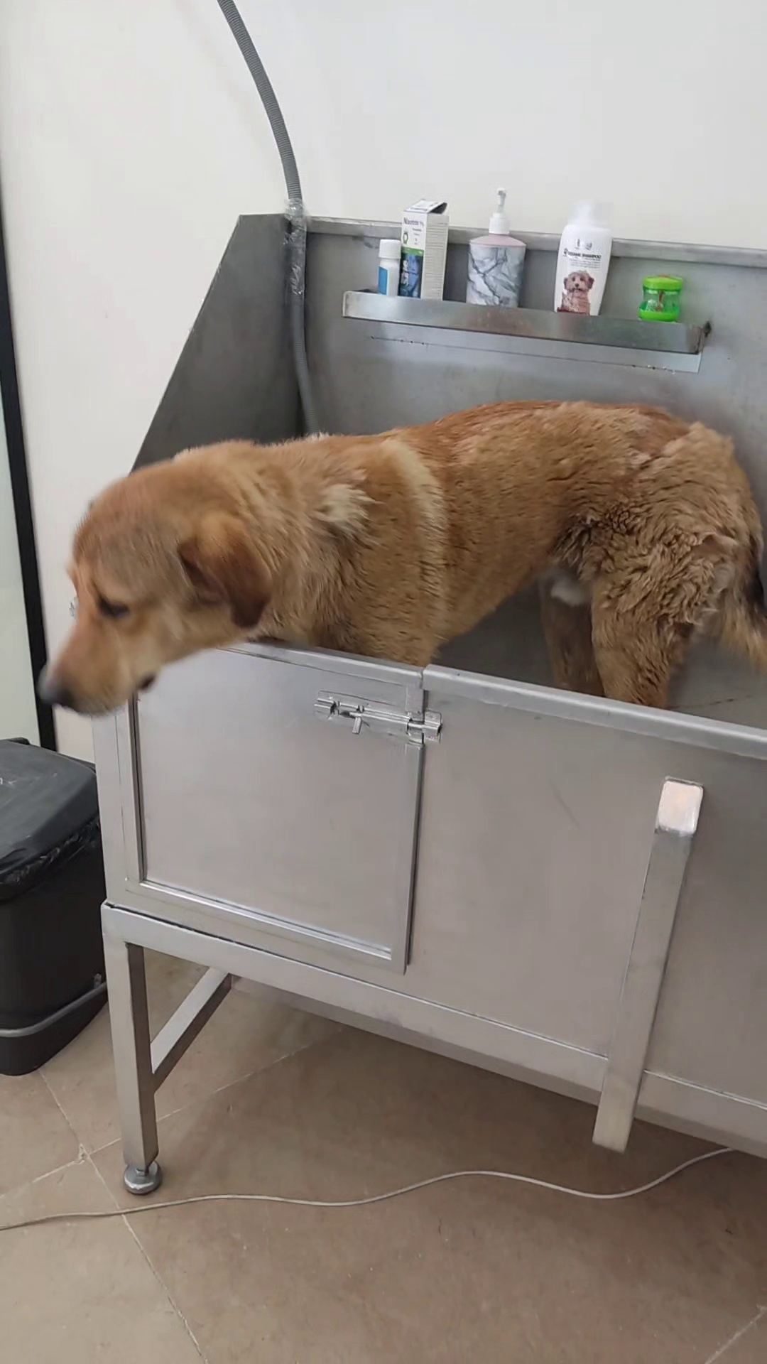 کلینیک دامپزشکی رد کارپت