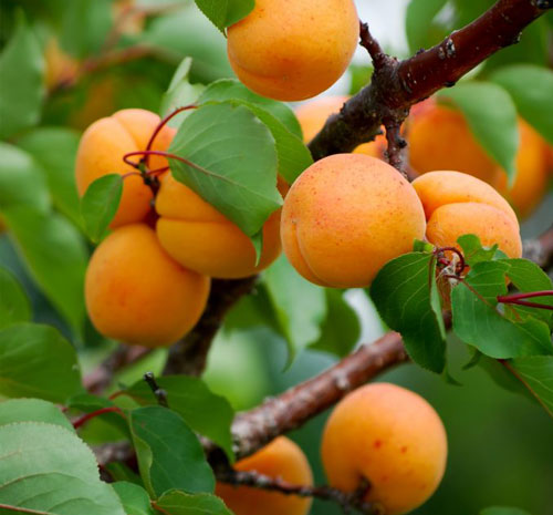 نهالستان مهدیزاده