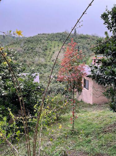 گاردن هتل ویشارده (vishardeh)