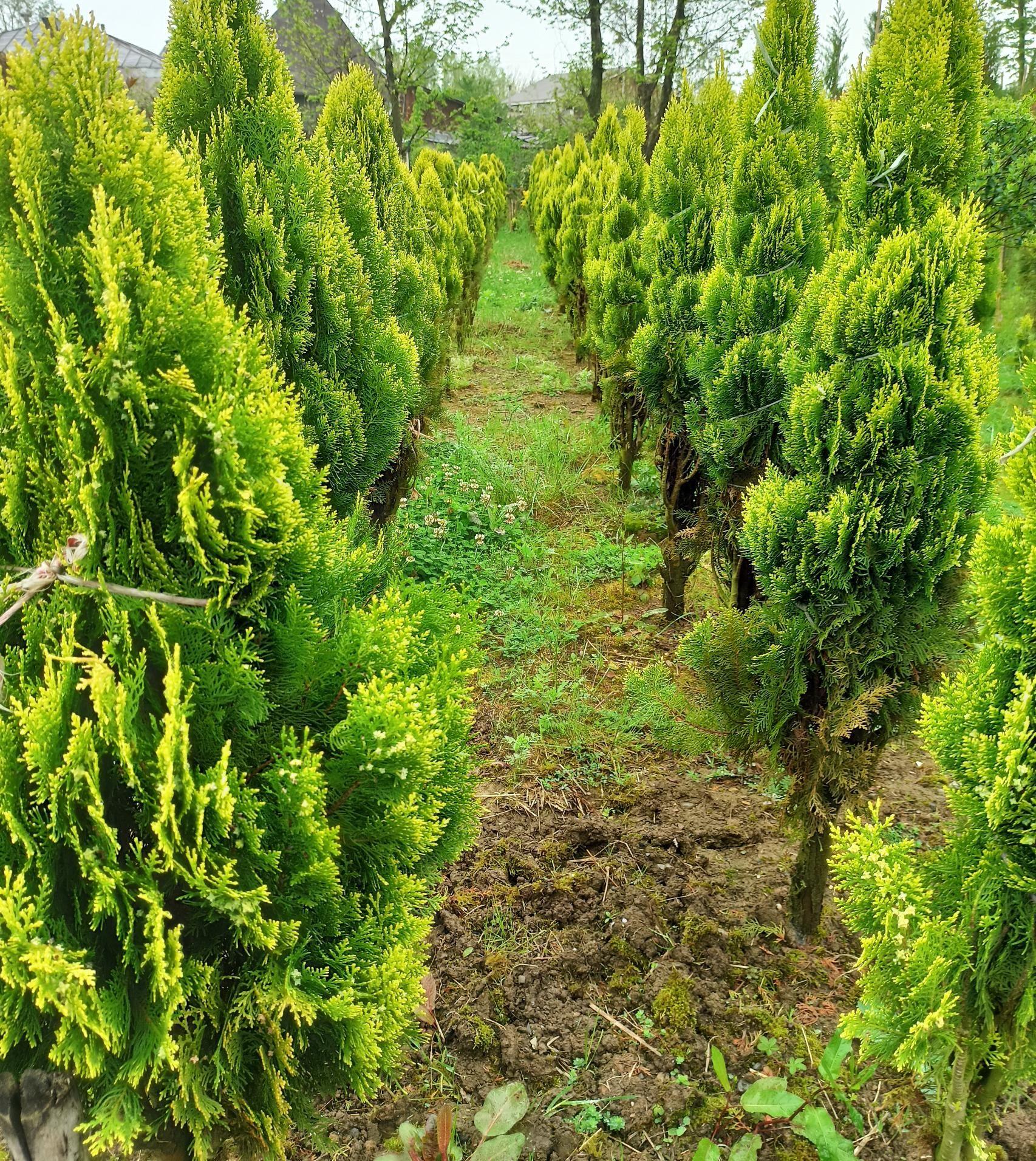 پرورش گل و گیاه کاپیتان ۲