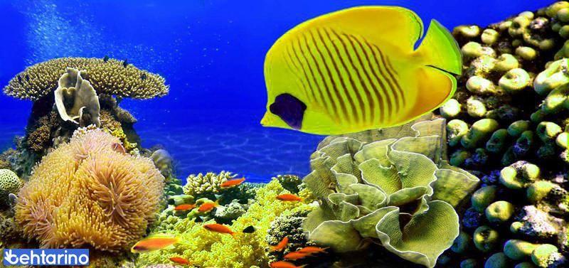 آکواریوم کیش (آکواریوم)