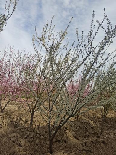 باغچه سلیمانی