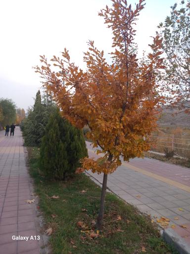 پارک ساحلی دریاچه لواسان