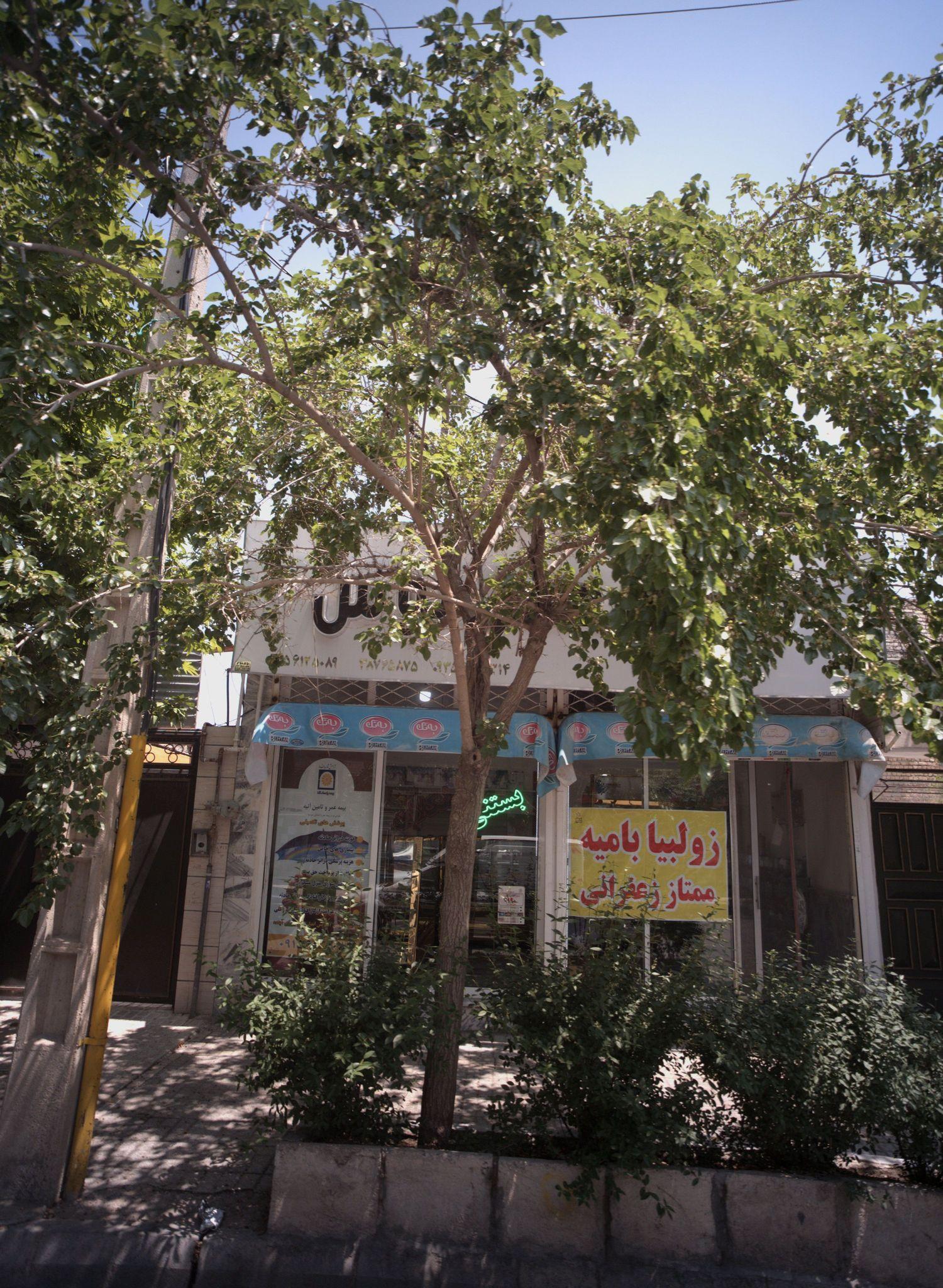 شیرین عسل توس