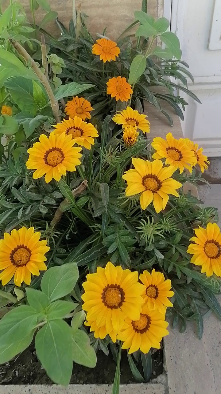 آشپزخانه مرکزی اطلس