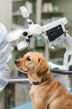 کلینیک دامپزشکی دکتر فتحی وند