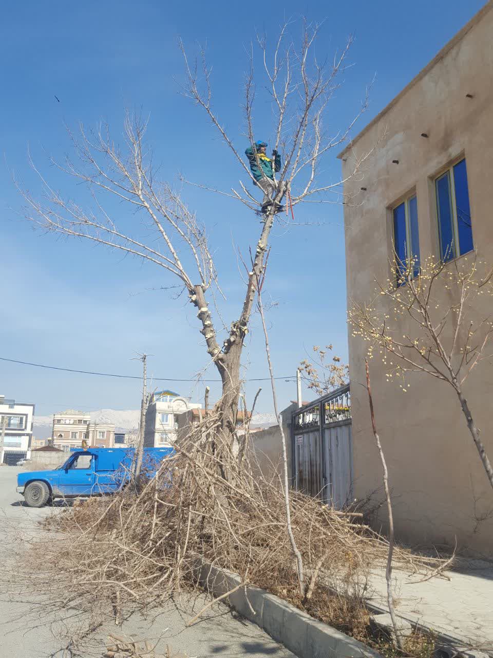 کلیه خدمات باغبانی و هرس کاری