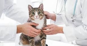 دامپزشکی بلو