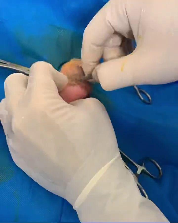 کلینیک دامپزشکی و پت شاپ روما