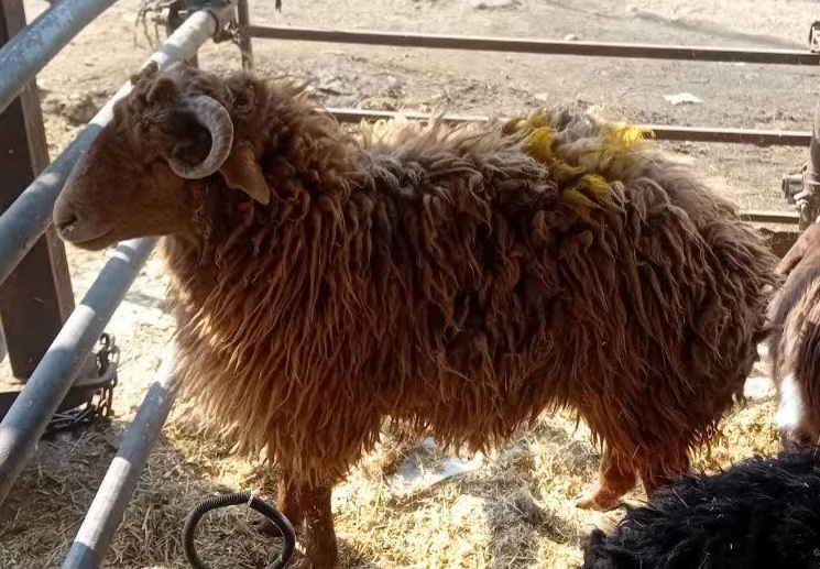 مواد پروتئینی و گوسفند زنده گلستان