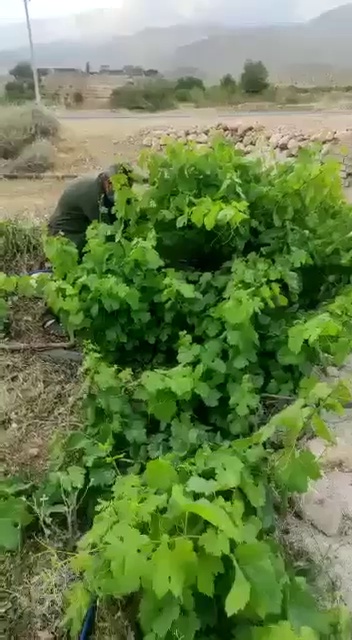 شرکت سبو سیب(ارائه انواع کودهای گیاه)