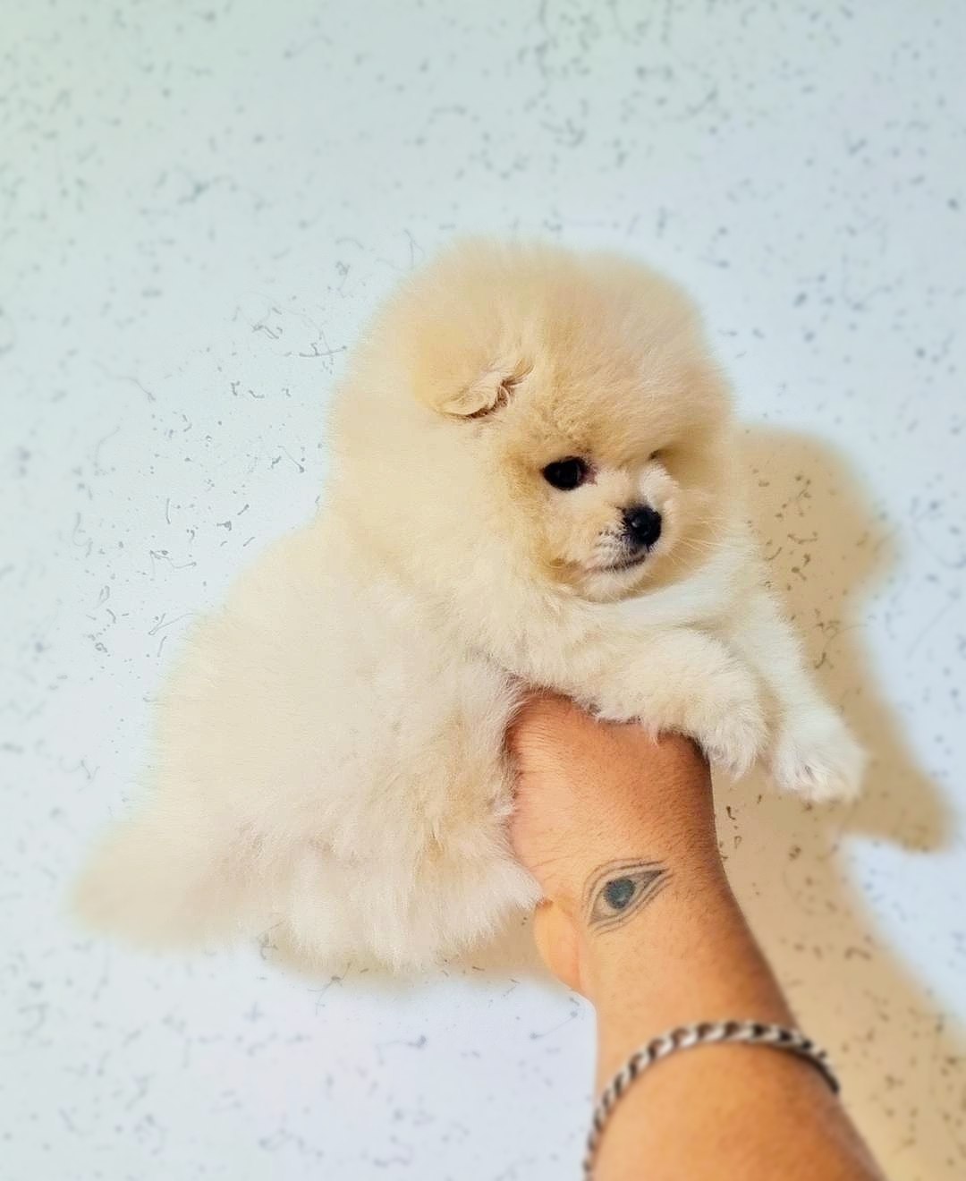 فروشگاه سگهای آپارتمانی و سگ جیبی