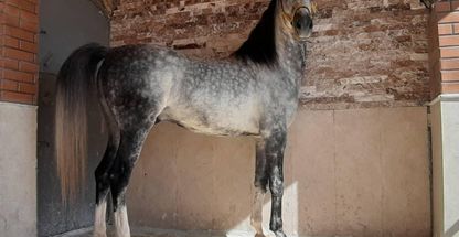 باشگاه پرورش اسب بذرافشان