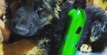 کلینیک دامپزشکی داتیس اندیشه