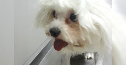 کلینیک دامپزشکی آنیمو