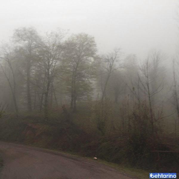 جنگل خوشرودپی