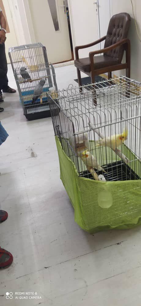 کلینیک تخصصی پرندگان رکس