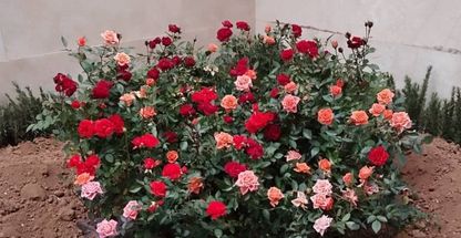 باغبان سید امیر حسین سید محمدی